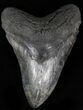 Serrated Megalodon Tooth - South Carolina #29090-1